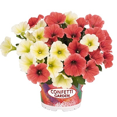 petunia-mix-confetti-garden-duo-banana-split