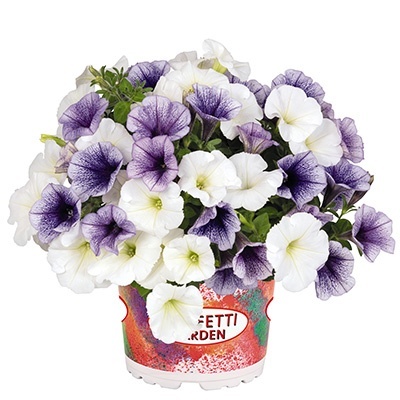 petunia-mix-confetti-garden-duo-petunia-ahoy