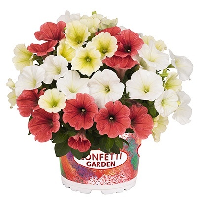 petunia-mix-confetti-garden-petunia-tropical-sun