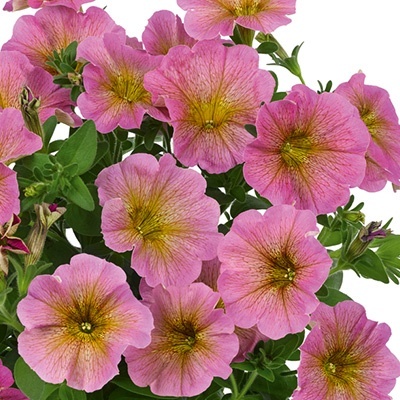 petunia-petchoa-rose-petchoa-interspecific-beautical-sunray-pink