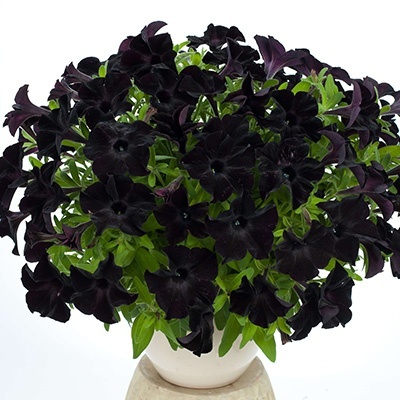 petunia-petunia-hybrida-aurora-black-ray
