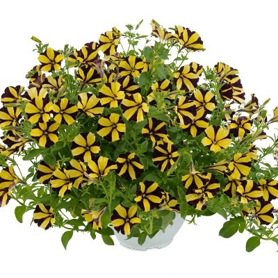 petunia-petunia-hybrida-aurora-ray-sunflower