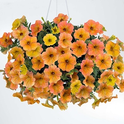 petunia-petunia-hybrida-aurora-sioux-autumn