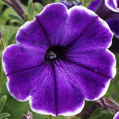 petunia-petunia-x-atkinsiana-pegasus-special-violet-bicolors