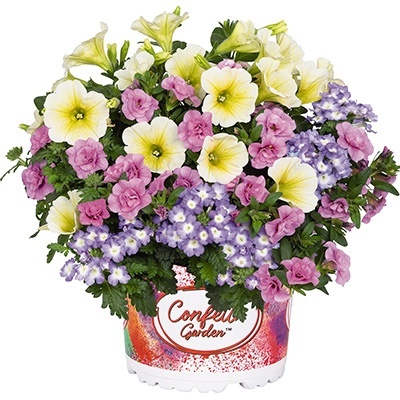 petunia-verbena-calibrachoa-mix-confetti-garden-hygge-bunny-boo