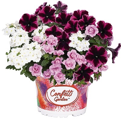 petunia-verbena-calibrachoa-mix-confetti-garden-hygge-fantastic-kiss