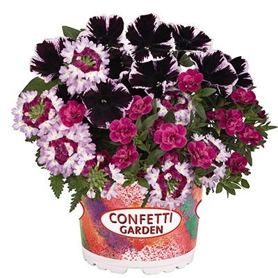 petunia-verbena-calibrachoa-mix-confetti-garden-hygge-marvelous-jewel