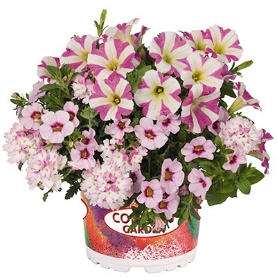 petunia-verbena-calibrachoa-mix-confetti-garden-tone-on-tone-pink