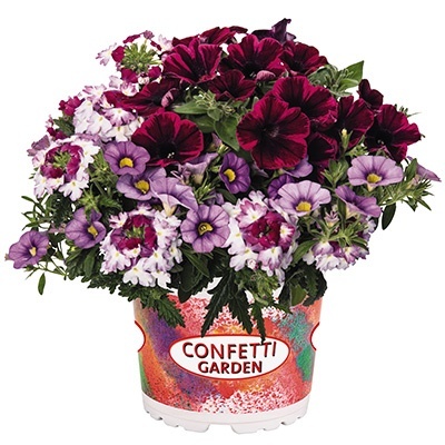petunia-verbena-calibrachoa-mix-confetti-garden-tone-on-tone-shocking-purple-2021