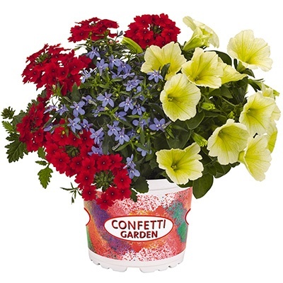 petunia-verbena-lobelia-mix-confetti-garden-mix-water-colours