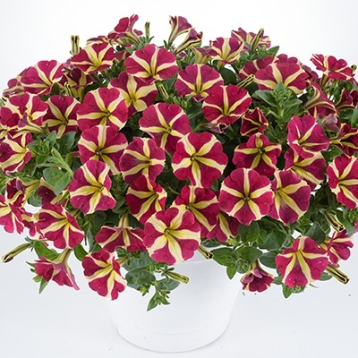 petunia_petunia-grandiflora-amore-queen-of-hearts