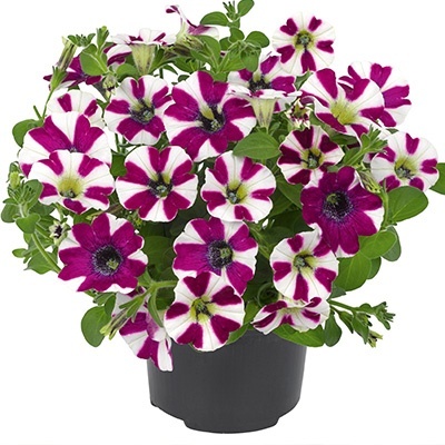 petunia_petunia-grandiflora-cascadias-bicolour-cabernet