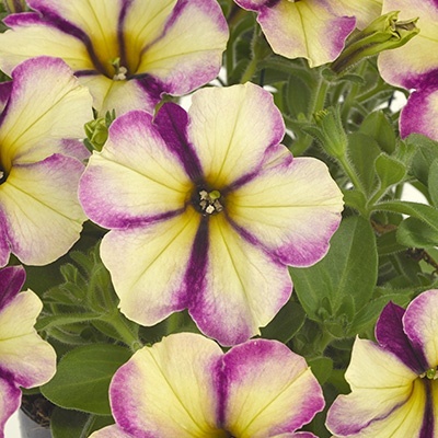 petunia_petunia-grandiflora-collection-jelly-roll