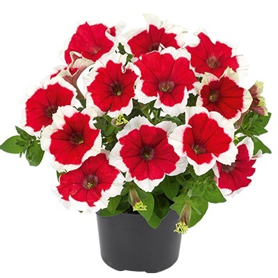 petunia_petunia-grandiflora-collection-picotee-red