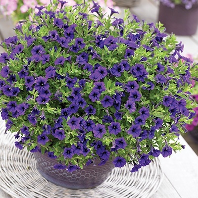 petunia_petunia-milliflora-vivini-blue