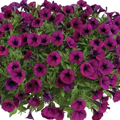 petunia_petunia-milliflora-vivini-burgundy