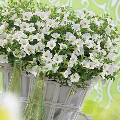 petunia_petunia-milliflora-vivini-white