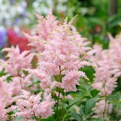 pluimspirea-astilbe-ardensii-color-flash