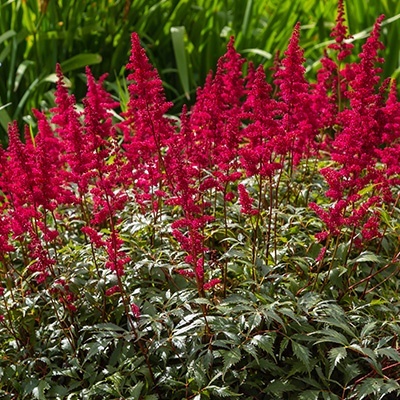 pluimspirea-astilbe-ardensii-fanal