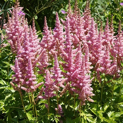 pluimspirea-astilbe-chinensis-vision-in-pink