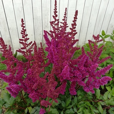 pluimspirea-astilbe-chinensis-vision-in-red