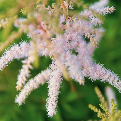 pluimspirea-astilbe-japonica-peach-blossom
