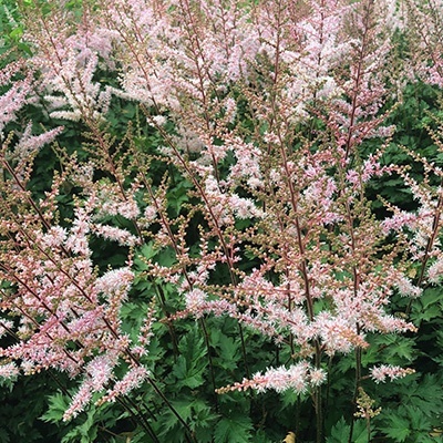 pluimspirea-astilbe-simplicifolia-sprite
