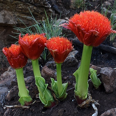 poederkwast-scadoxus-multiflorus