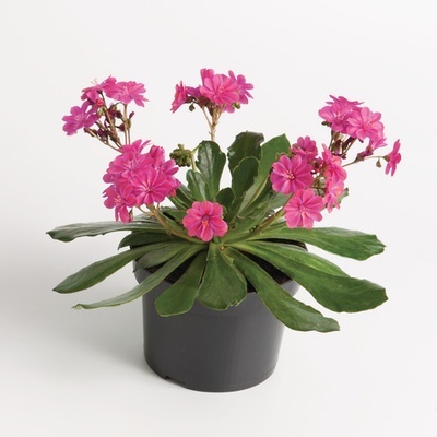porseleinroosje-lewisia-cotyledon