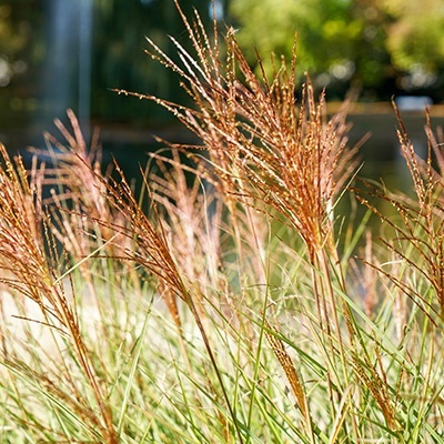 prachtriet-miscanthus-sinensis-red-chief
