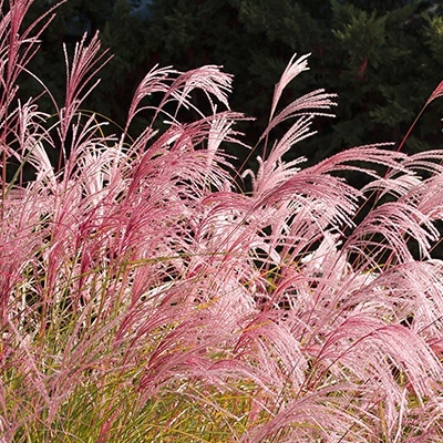 prachtriet_miscanthus-sinensis-flamingo