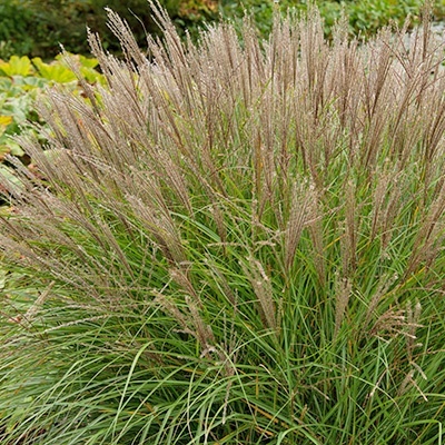 prachtriet_miscanthus-sinensis-var-purpurascens