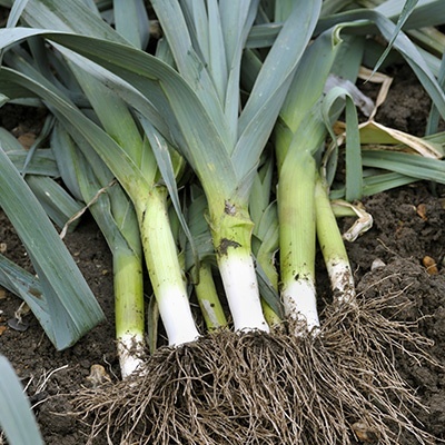 prei-allium-ampeloprasum