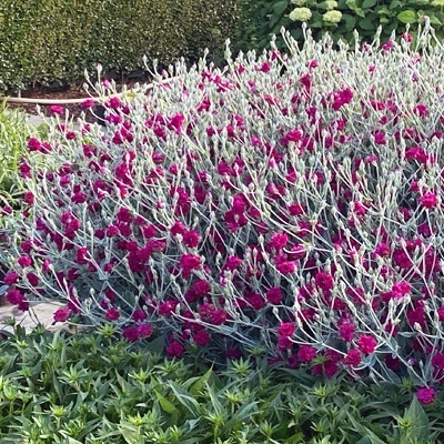 prikneus-lychnis-coronaria-gardeners-world