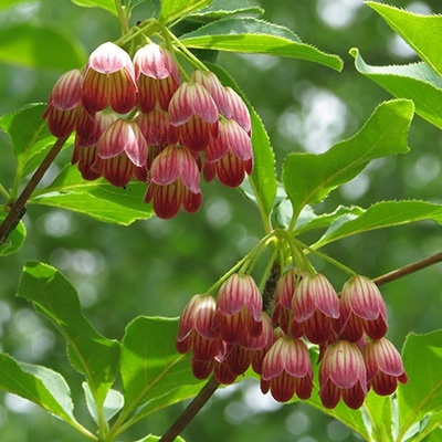pronkklokje-enkianthus-campanulatus