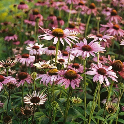 purperhoed-echinacea-purpurea-magnus