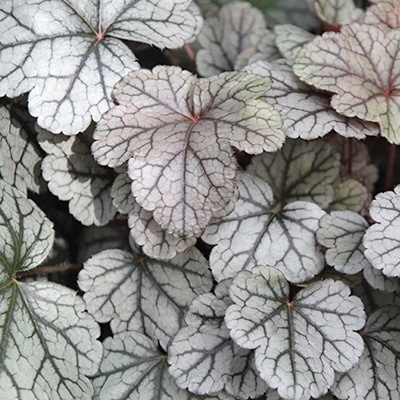 purperklokje-heuchera-cinnabar-silver