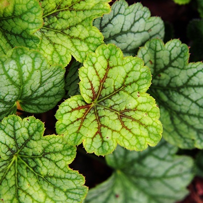 purperklokje-heuchera-green-spice