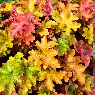 purperklokje-heuchera-marmalade
