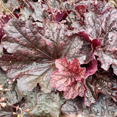 purperklokje-heuchera-x-hybrida-beaujolais