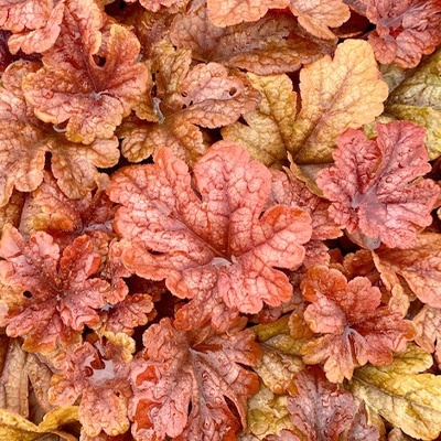 purperklokje-heuchera-x-hybrida-buttered-rum
