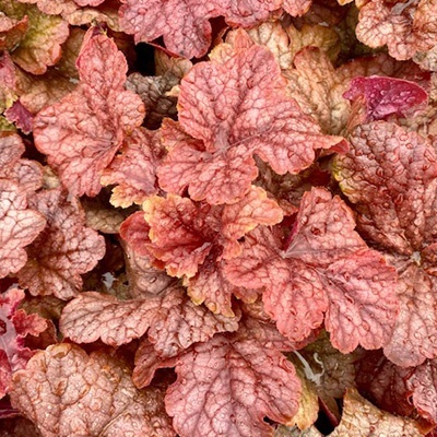 purperklokje-heuchera-x-hybrida-peach-tea