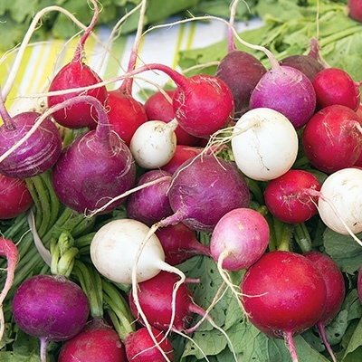 radijs-mix-raphanus-sativus-var-sativus