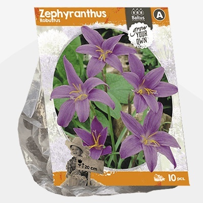 regenlelie_zephyranthus-robustus-sp-per-10