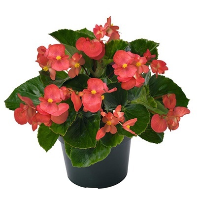 reuzebegonia-begonia-big-f1-green-leaf-red