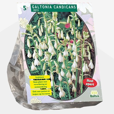 reuzen_zomerhyacint_galtonia-candicans-per-5