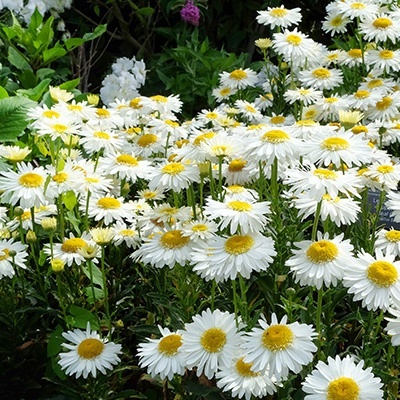 reuzenmargriet-leucanthemum-superbum-real-glory
