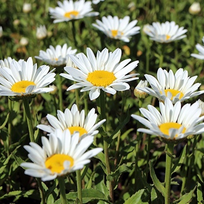 reuzenmargriet_leucanthemum-max-snowcap