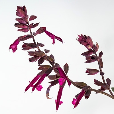reuzensalie-salvia-hybrid-love-and-wishes