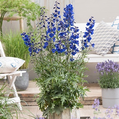 ridderspoor-delphinium-belladonna-bella-andes-bluewalterblom